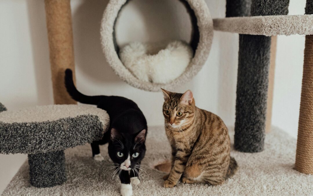 Best Pet Toys for Keeping Dogs and Cats Mentally Stimulated