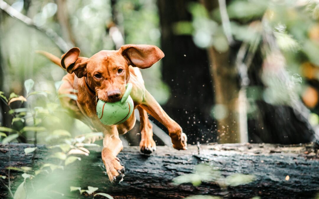 Best Pet Toys for Keeping Dogs and Cats Mentally Stimulated